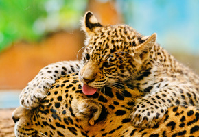 мама, малышь, игра, Леопарды