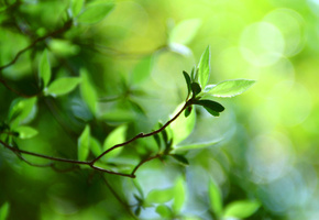 Боке обои, plant, green leaf, macro bokeh, green leaves, зелень, bokeh wallpapers
