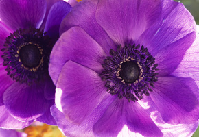 два, лепестки, цветок, Маки, фиолетовый, макро, цветы