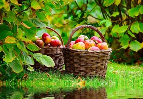 Red apples, nature, яблоки, mirroring, лукошко, спелые, корзина