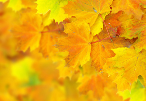 боке, Осень, листья