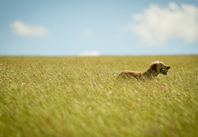 Собака, лето, поле