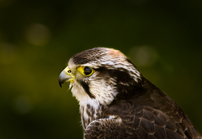 ������, �������, ���, Hawk, �����, �����, ������, �������