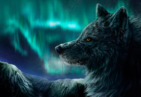 горы, северное сияние, Волк, ночь