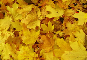 покрывало, земля, жёлтый, макро, осень, Листья