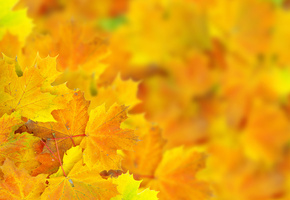 Листья, боке, осень, макро