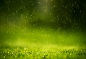 макро, Трава, дождь, резкость, вода, капельки