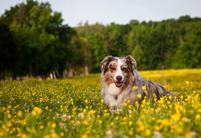 цветы, поле, Собака