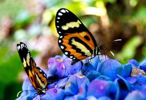 Бабочки, сидят, красивые, на цветах