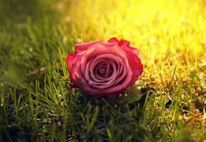 роза, трава, солнечные лучи, солнце, Цветок