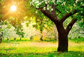 деревья, яблони, сад, Природа, весна, одуванчики, солнце