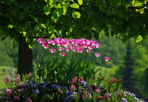 весна, парк, деревья, листва, цветы, тюльпаны, зелень, клумба
