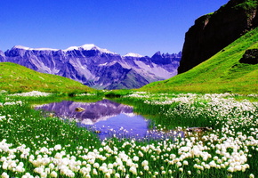 ландшафт, высокогорье, долина, горы, массив, хребет, озеро, цветы, тюльпаны, белые, трава, зелень, свежесть