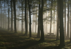 скамья, деревья, Лес, стол, туман