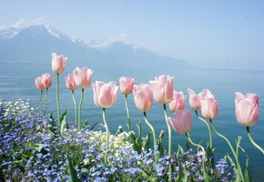 горы, океан, побережье, залив, цветы, тюльпаны, утро, дымка