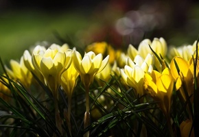 цветы, крокусы, желтые, солнечные, весна