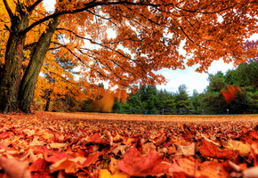 осень, Деревья, листья