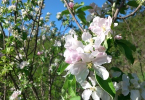 дерево, яблоня, цветущее, цвет, весна