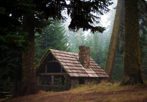 лес, природа, чаща, домик, деревья, стволы, туман
