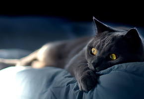 кот, серый, забавный, постель