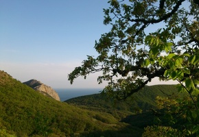горы, холмы, дерево, листва, весна, солнечно, Крым, Crimea, фото