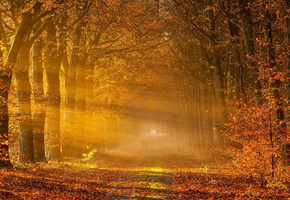 Дорога, деревья, пейзаж, осень