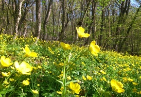 лес, цветы, желтые, весна, Крым, Crimea, фото