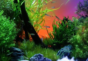 аквариум, рыбки, водоросли, яркие