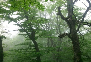 лес, деревья, зелень, листва, туман