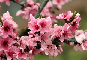 веточка, яблоня, цветущая, цвет, весна