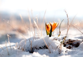весна, цветы, крокусы, снег, светлые