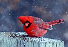 птица, кардинал, снег, зима, фото