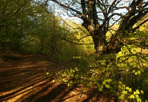 лес, дерево, Крым, весна, фото