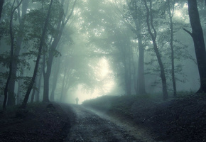 лес, дорога, туман