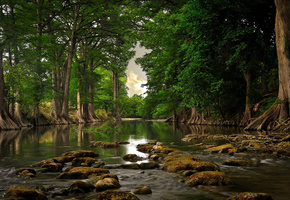 природа, зелень, лес, вода. река