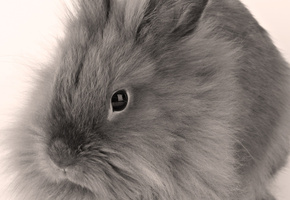 кролик, серый, пушистый, белый фон