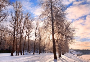 nature, landscape, bright, festive, pathway, forest, belarus, chill december, Winter background