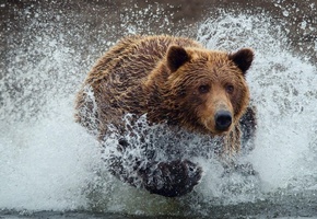 Животные, пророда, обои, вода, медведь