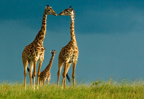природа, Африка, день, животные, обои, жираф