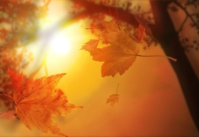 осень, ствол, листья, свет, размытость, золотистые