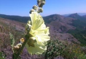 цветок, горы, Крым, фото