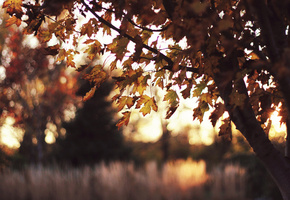 солнце, конец лета, листва, вечер, клён, закат, Дерево