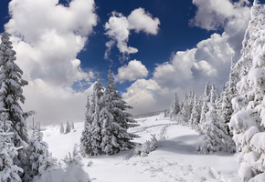 природа, деревья, зима, снег, иней, обои, фон, горы