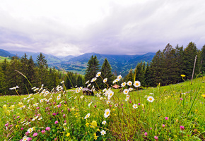 швейцария, Switzerland, природа, горы, луг, цветы, деревья