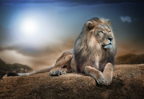 Животные, природа, обои, Африка, фон, лев, сила, царь, царь зверей, отдых, экология