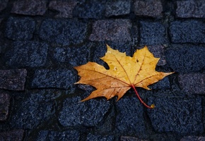капли дождя, лежит, Осень, брусчатка, лист, желтый