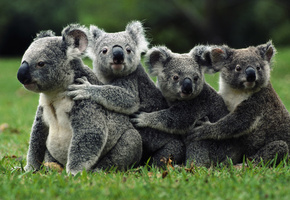 Животные, пророда, настроеине, обои, Australia, Австралия, лето, отдых, путешествие, настроение, тёмный фон, чёрный фон, фон, экология, коала, koala