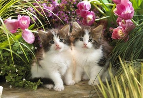 котята, цветы, трава, котенок, двое