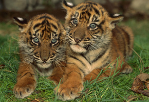 большие кошки, тигрята, двое, тигр, тигренок, трава