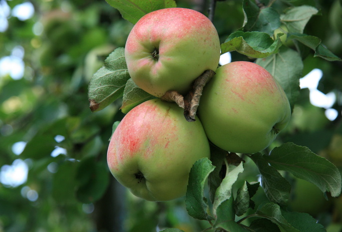 яблоня, яблоки, утро, природа, деревня, Еда, сад, яблоко